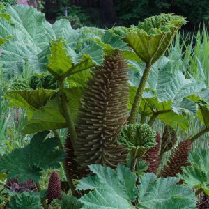 flowering plants with thorns - Giant Rhubarb 1.0
