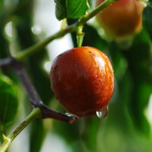 flowering plants with thorns - Jujube 1.0