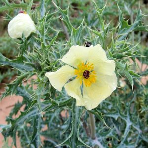 flowering plants with thorns - Mexican Poppy 1.0