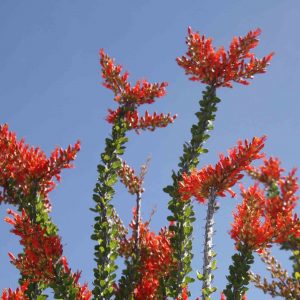 flowering plants with thorns - Ocotillo 1.0