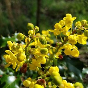 flowering plants with thorns - Oregon Grape 1.0