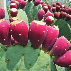 flowering plants with thorns - Prickly Pear Cactus 1.0