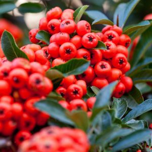 flowering plants with thorns - Pyracantha 1.0