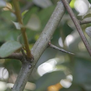 flowering plants with thorns - Silverthorn 1.0