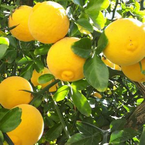flowering plants with thorns - Trifoliate orange 1.0