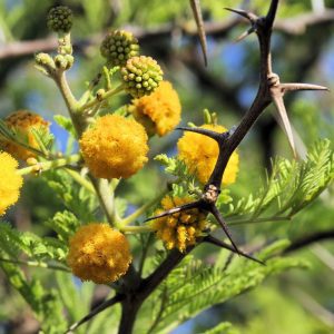 flowering plants with thorns - acacia 1.0