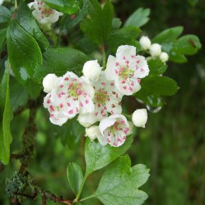 flowering plants with thorns - hawthorn 1.0