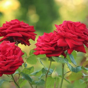 flowering plants with thorns - roses 1.0