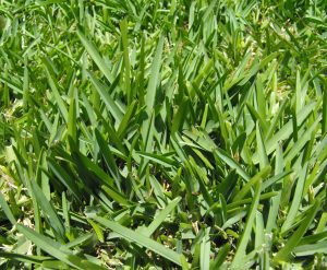 why does grass grow in clumps - Bermuda Grass 1.0