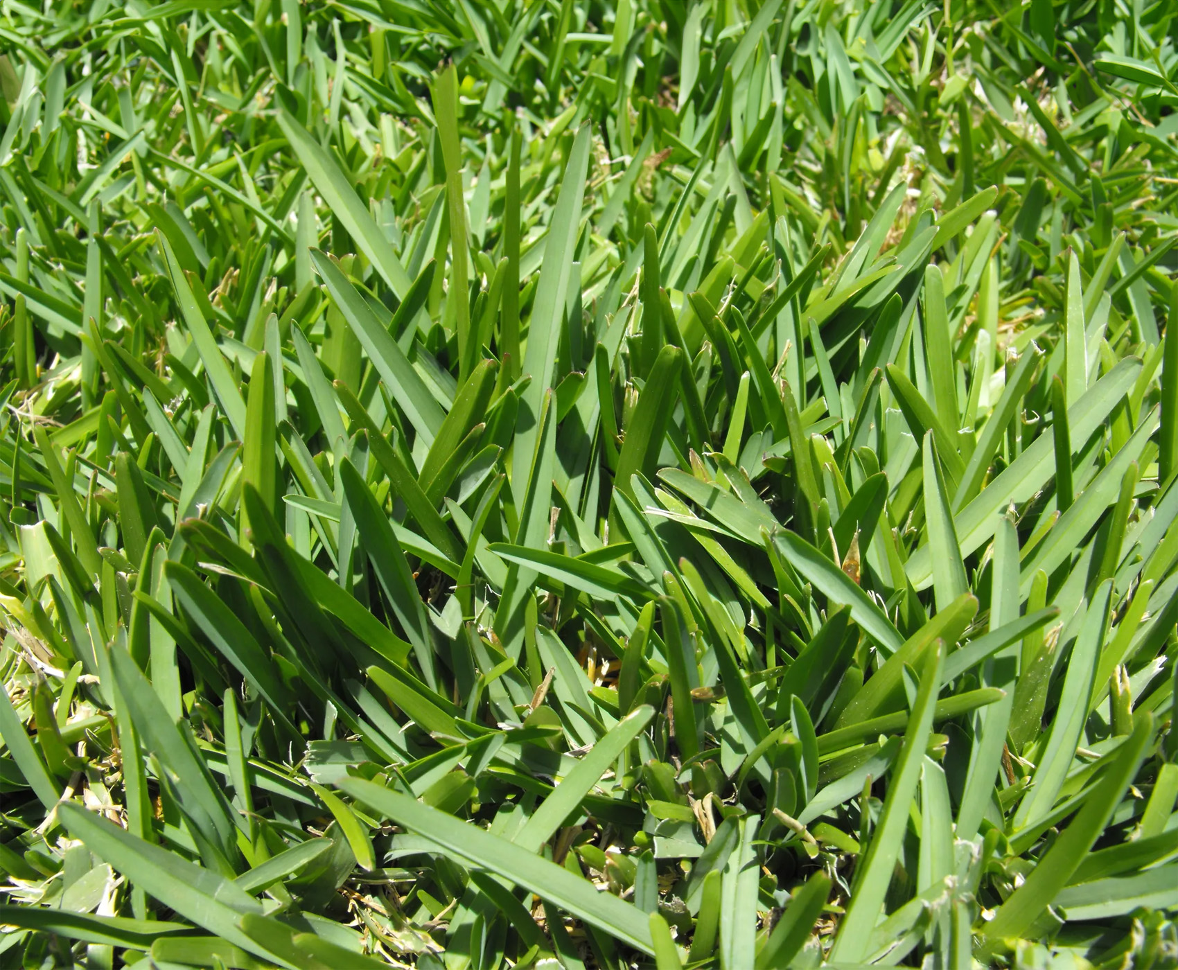 why does grass grow in clumps - Bermuda Grass 1.0