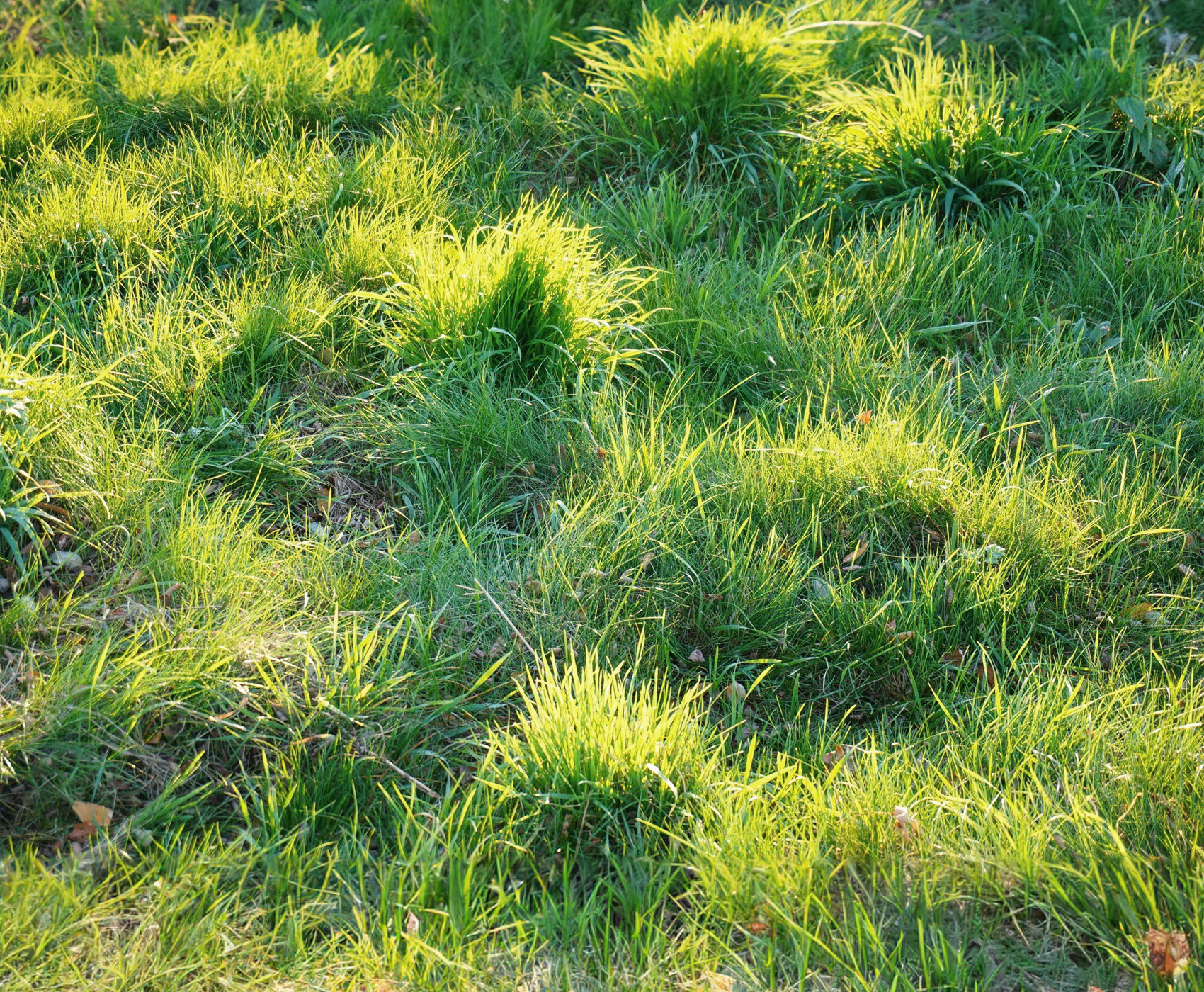 why does grass grow in clumps - Tall Fescue 1.0