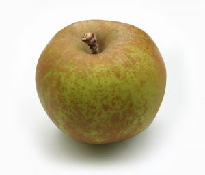 yellow apples and their uses - Roxbury Russet 1.0