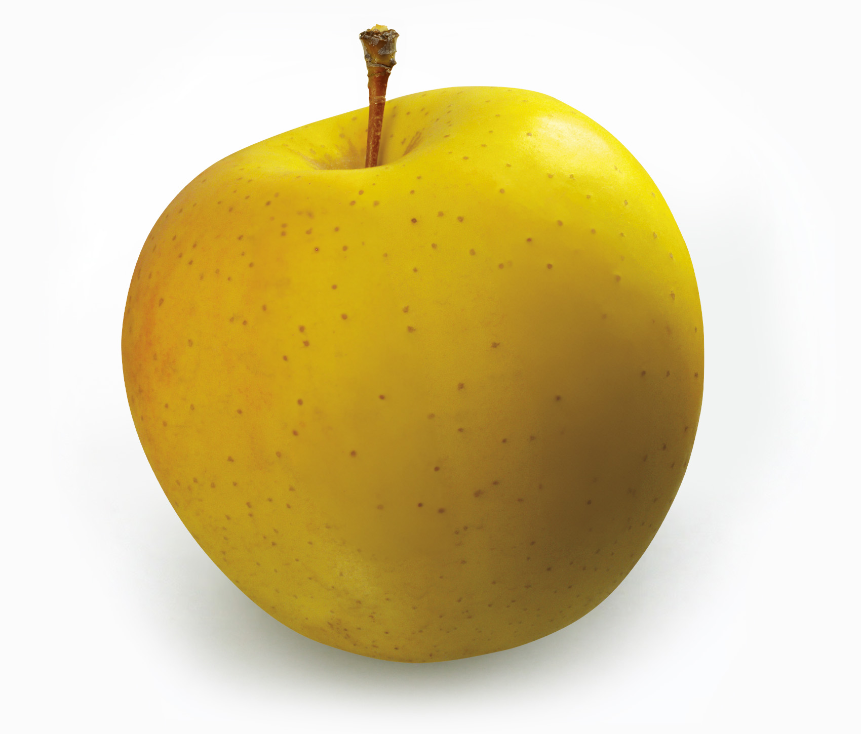 yellow apples and their uses -Yellow Transparent apples 1.1